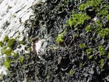 Collema furfuraceum image