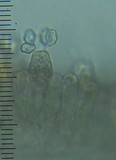 Entoloma corneum image