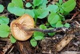 Macrocystidia cucumis image