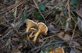 Hygrophoropsis aurantiaca image