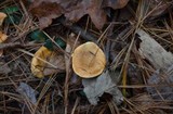 Hygrophoropsis aurantiaca image