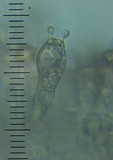 Entoloma corneum image