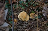 Hygrophoropsis aurantiaca image