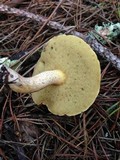 Suillus hirtellus image