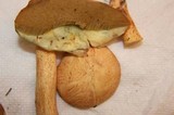 Suillus hirtellus image