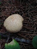 Suillus hirtellus image