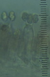 Entoloma corneum image