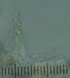 Entoloma corneum image