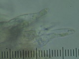 Entoloma corneum image