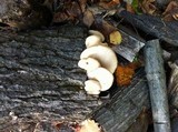 Pleurotus populinus image