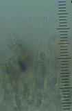 Entoloma corneum image
