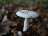 Amanita lactea image