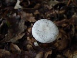 Amanita lactea image
