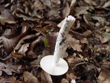 Amanita lactea image