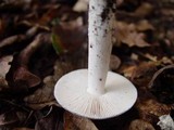Amanita lactea image