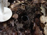Amanita lactea image