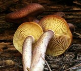 Tricholomopsis rutilans image