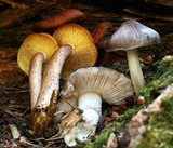 Tricholomopsis rutilans image