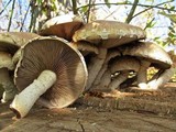 Hemipholiota populnea image