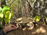 Hemipholiota populnea image
