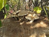Hemipholiota populnea image