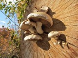 Hemipholiota populnea image