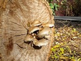 Hemipholiota populnea image