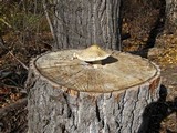 Hemipholiota populnea image