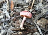 Gymnopilus aeruginosus image