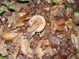 Russula pectinatoides image