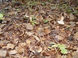 Russula pectinatoides image