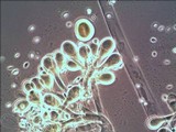 Dicranophora fulva image