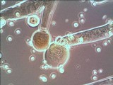 Dicranophora fulva image