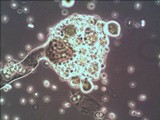 Dicranophora fulva image