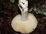 Russula vesca image