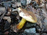 Boletus pulverulentus image