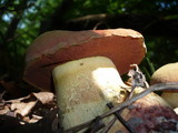 Boletus queletii image