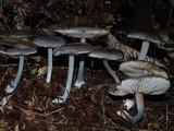 Entoloma haastii image