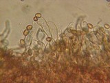 Tubaria vinicolor image