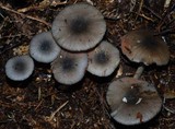 Entoloma haastii image