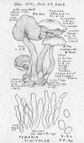 Tubaria vinicolor image