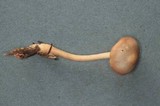 Gymnopus subterginus image