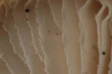 Gymnopus subterginus image