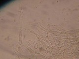 Gymnopus subterginus image