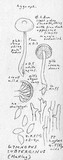 Gymnopus subterginus image