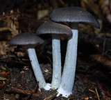 Entoloma haastii image