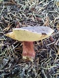 Boletus zelleri image