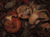 Lactarius rubrilacteus image
