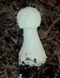 Amanita polypyramis image