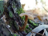 Callistosporium luteo-olivaceum image